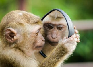 Thailand Welche Insel Eignet Sich Am Besten Für Deinen Traumurlaub?