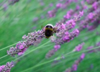 Lavendel Gegen Mücken: Natürliche Schutzmittel, Die Wirklich Helfen!