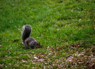 Fussball Trikot Manchester City: Warum Es Ein Must-Have Für Fans Ist