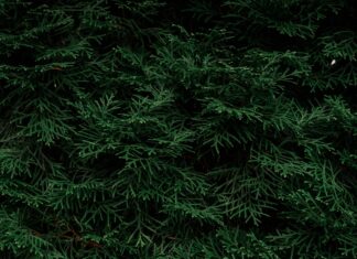 Grün Blaue Augen: Faszinierende Geheimnisse Hinter Dem Blick