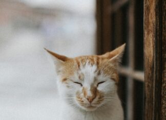 Yeliz Koc Nudes: Unglaubliche Enthüllungen Und Geheimnisse Entdeckt