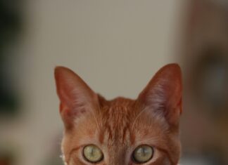 Mia Khalifa Onlyfans: Geheimnisse Und Tipps Für Exklusive Einblicke