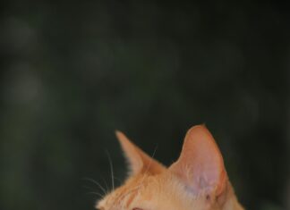 Rotwein Mit Cola: Geheimtipp Für Erfrischenden Genuss Entdecken