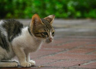 Panzer Aus Lego Bauen: Faszinierende Ideen Für Kreative Modelle