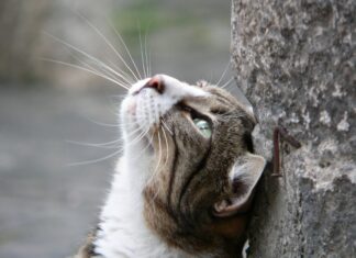 Uhrzeit San Diego: Warum Ist Sie Für Reisende So Wichtig?