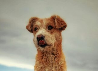 Maulkorb Für Hunde: Warum Er Wichtig Ist Und Wie Er Hilft