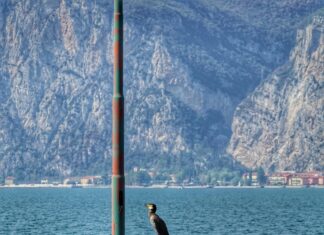 Riesige Schlange Im Hechtsee: Faszinierende Entdeckung Erleben