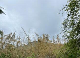 Gisela Von Österreich: Faszinierende Fakten Und Geheimnisse Entdeckt