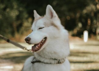 Horoskop Morgen Skorpion: Spannende Einblicke Für Deinen Tag