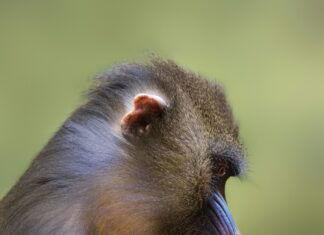 Kalorien Eines Berliners: Überraschende Fakten Für Deine Ernährung