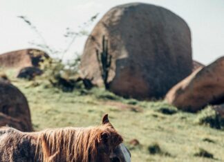 Motten In Der Wohnung: Effektive Tipps Gegen Ungebetene Gäste