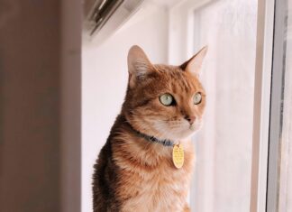 Horoskop Morgen Zwilling: Spannende Einblicke Für Deinen Tag!