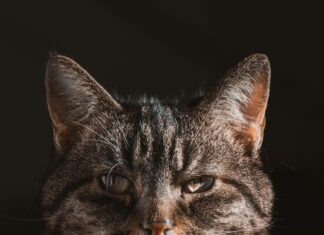 Stahl U Profil Entdecken: Warum Es Für Ihr Bauprojekt Unverzichtbar Ist