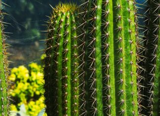 Brittany Spears Nackt: Unglaubliche Enthüllungen, Die Sie Staunen Lassen