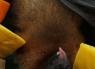 Gutschein Für Mango: Wie Du Clever Beim Stylischen Einkauf Sparst!