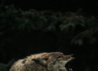 Wolf Schluchsee Überfahren: Was Steckt Hinter Dem Mysteriösen Vorfall?