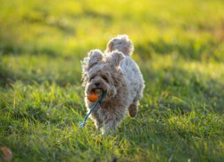 Friseur Für Feines Haar: Die Besten Tipps Für Volumen Und Pflege