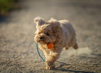Geschenke Für Die Chefin: Kreative Ideen, Die Begeistern Und Überraschen