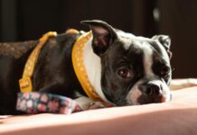 Hotels Am Comer See Entdecken: Geheimtipps Für Unvergessliche Aufenthalte