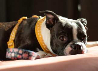 Hotels Am Comer See Entdecken: Geheimtipps Für Unvergessliche Aufenthalte