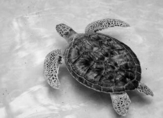 Schildkröte Ohne Panzer: Unglaubliche Fakten, Die Sie Staunen Lassen