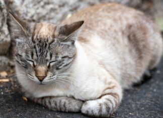Schinkenstraße Auf Mallorca Entdecken: Geheimtipps Für Genießer