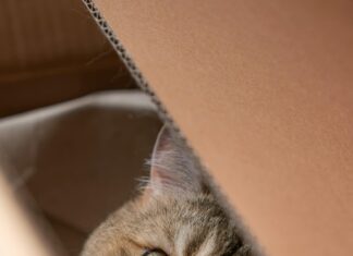 Katzenbaum Grosse Katzen: Warum Große Katzen Einen Eigenen Baum Brauchen