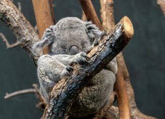Haus Kaufen Schweiz: Entdecken Sie Die Geheimtipps Für Ihr Traumhaus