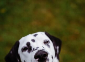 Leber Entgiften Produkte: Effektive Tipps Für Mehr Gesundheit