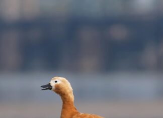 Annie The Duck Nude: Geheimnisse Und Faszinierende Enthüllungen