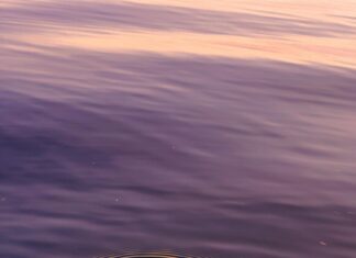 Harmony Of The Seas Entdecken: Was Macht Dieses Kreuzfahrtschiff Einzigartig?