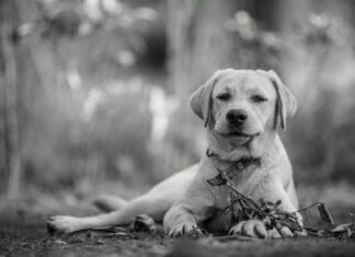 W C Deckel: Warum Er Ist Unverzichtbar Für Ihr Badezimmer?