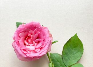 Rosa Strand Sardinien Entdecken: Geheimtipps Für Traumhafte Stunden