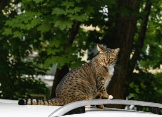 Herzen Zum Ausmalen: Kreative Ideen Für Entspannung Und Spaß