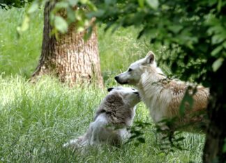 Secret Pack Automat Entdecken: Wie Funktioniert Dieses Geheime Spiel?