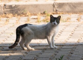 Horoskop Für Morgen Skorpion: Was Erwartet Dich Spannendes?