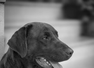 Frisuren Für Locken Männer: Entdecke Die Besten Styles Für Dich