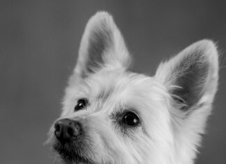 Frisuren Für Männer Mit Locken: Kreative Looks, Die Beeindrucken