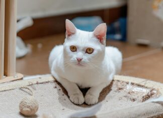 Verkauf Getragener Unterwäsche: Geheimnisse Für Mehr Erfolg Entdecken