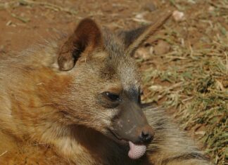 Gutschein Für Cecil: So Sichern Sie Sich Exklusive Rabatte Jetzt