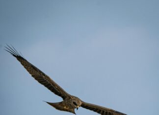 Jonah Falcon Penis: Faszinierende Fakten Und Unglaubliche Wahrheiten