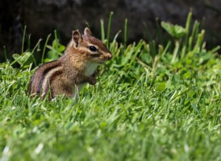 Staat Der USA Kreuzworträtsel: Spannende Tipps Für Schnelle Lösungen