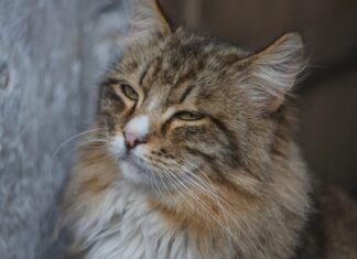 Kreuzworträtsel Zum Ausdrucken: Spannende Rätsel Für Jede Gelegenheit