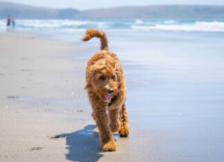 Sardinien Rosa Strand Entdecken: Geheimtipps Für Traumhafte Strände