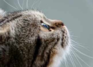 Brustvergrößerung Ohne OP: Effektive Methoden Für Natürlichen Look