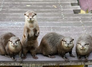 Trinkspiel Der Busfahrer: Spannende Regeln Für Lustige Runden