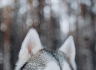 Männer Frisuren Locken: Kreative Styles Für Den Perfekten Look