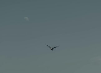 Onyx Storm Deutsch: Faszinierende Einblicke In Das Phänomen