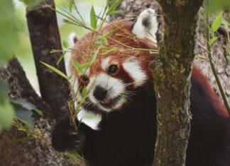 Robbie Williams München: Geheimtipps Für Unvergessliche Erlebnisse