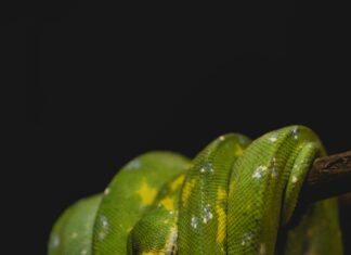 Snake Eyes Piercing: Faszinierende Fakten Und Stylingtipps Entdecken